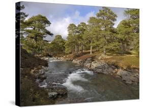 Scots Pine Forest and Lui Water, Deeside, Cairngorms National Park, Aberdeenshire, Scotland, UK-Gary Cook-Stretched Canvas