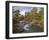 Scots Pine Forest and Lui Water, Deeside, Cairngorms National Park, Aberdeenshire, Scotland, UK-Gary Cook-Framed Photographic Print