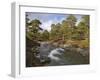 Scots Pine Forest and Lui Water, Deeside, Cairngorms National Park, Aberdeenshire, Scotland, UK-Gary Cook-Framed Photographic Print