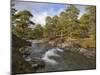 Scots Pine Forest and Lui Water, Deeside, Cairngorms National Park, Aberdeenshire, Scotland, UK-Gary Cook-Mounted Photographic Print
