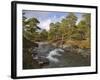 Scots Pine Forest and Lui Water, Deeside, Cairngorms National Park, Aberdeenshire, Scotland, UK-Gary Cook-Framed Photographic Print