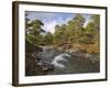 Scots Pine Forest and Lui Water, Deeside, Cairngorms National Park, Aberdeenshire, Scotland, UK-Gary Cook-Framed Photographic Print