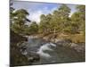 Scots Pine Forest and Lui Water, Deeside, Cairngorms National Park, Aberdeenshire, Scotland, UK-Gary Cook-Mounted Photographic Print