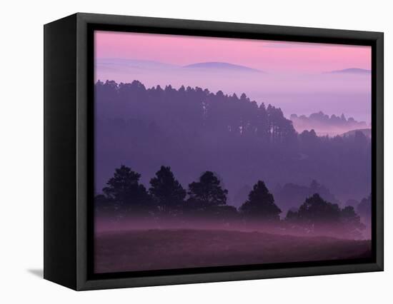 Scots Pine Forest in Dawn Mist Abernethy, Speyside, Scotland, UK-Niall Benvie-Framed Stretched Canvas