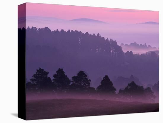 Scots Pine Forest in Dawn Mist Abernethy, Speyside, Scotland, UK-Niall Benvie-Stretched Canvas