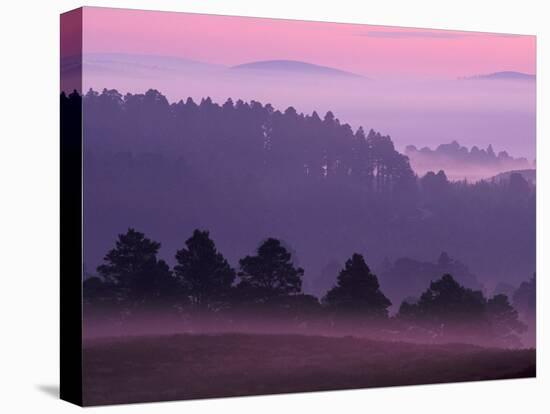 Scots Pine Forest in Dawn Mist Abernethy, Speyside, Scotland, UK-Niall Benvie-Stretched Canvas