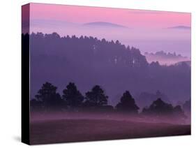 Scots Pine Forest in Dawn Mist Abernethy, Speyside, Scotland, UK-Niall Benvie-Stretched Canvas