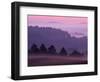 Scots Pine Forest in Dawn Mist Abernethy, Speyside, Scotland, UK-Niall Benvie-Framed Premium Photographic Print