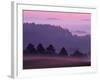 Scots Pine Forest in Dawn Mist Abernethy, Speyside, Scotland, UK-Niall Benvie-Framed Photographic Print