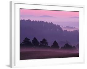 Scots Pine Forest in Dawn Mist Abernethy, Speyside, Scotland, UK-Niall Benvie-Framed Photographic Print