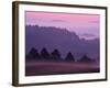 Scots Pine Forest in Dawn Mist Abernethy, Speyside, Scotland, UK-Niall Benvie-Framed Photographic Print