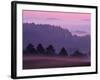 Scots Pine Forest in Dawn Mist Abernethy, Speyside, Scotland, UK-Niall Benvie-Framed Photographic Print