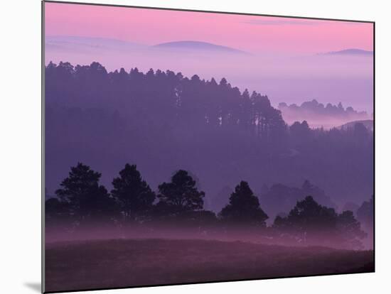 Scots Pine Forest in Dawn Mist Abernethy, Speyside, Scotland, UK-Niall Benvie-Mounted Photographic Print