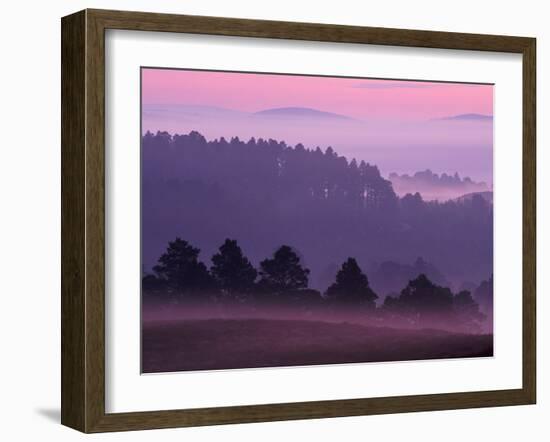 Scots Pine Forest in Dawn Mist Abernethy, Speyside, Scotland, UK-Niall Benvie-Framed Photographic Print