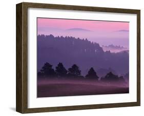 Scots Pine Forest in Dawn Mist Abernethy, Speyside, Scotland, UK-Niall Benvie-Framed Photographic Print