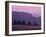 Scots Pine Forest in Dawn Mist Abernethy, Speyside, Scotland, UK-Niall Benvie-Framed Photographic Print