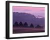 Scots Pine Forest in Dawn Mist Abernethy, Speyside, Scotland, UK-Niall Benvie-Framed Photographic Print