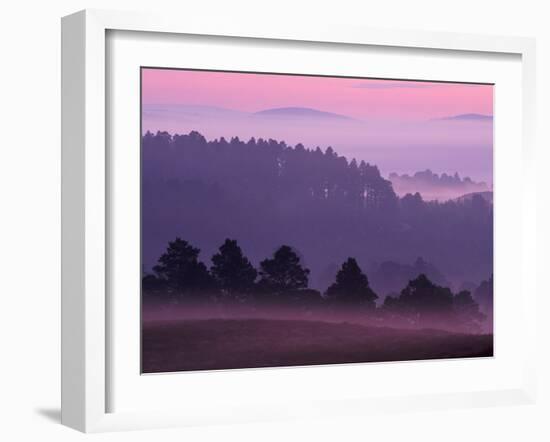 Scots Pine Forest in Dawn Mist Abernethy, Speyside, Scotland, UK-Niall Benvie-Framed Photographic Print