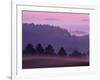 Scots Pine Forest in Dawn Mist Abernethy, Speyside, Scotland, UK-Niall Benvie-Framed Photographic Print