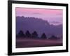 Scots Pine Forest in Dawn Mist Abernethy, Speyside, Scotland, UK-Niall Benvie-Framed Photographic Print