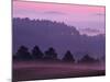 Scots Pine Forest in Dawn Mist Abernethy, Speyside, Scotland, UK-Niall Benvie-Mounted Photographic Print