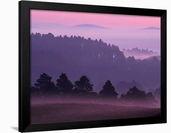 Scots Pine Forest in Dawn Mist Abernethy, Speyside, Scotland, UK-Niall Benvie-Framed Photographic Print