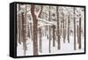 Scots Pine Forest in Winter, Abernethy Forest, Cairngorms National Park, Scotland, UK, November-Mark Hamblin-Framed Stretched Canvas