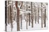 Scots Pine Forest in Winter, Abernethy Forest, Cairngorms National Park, Scotland, UK, November-Mark Hamblin-Stretched Canvas