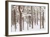 Scots Pine Forest in Winter, Abernethy Forest, Cairngorms National Park, Scotland, UK, November-Mark Hamblin-Framed Photographic Print