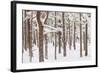 Scots Pine Forest in Winter, Abernethy Forest, Cairngorms National Park, Scotland, UK, November-Mark Hamblin-Framed Photographic Print