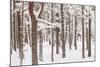 Scots Pine Forest in Winter, Abernethy Forest, Cairngorms National Park, Scotland, UK, November-Mark Hamblin-Mounted Photographic Print
