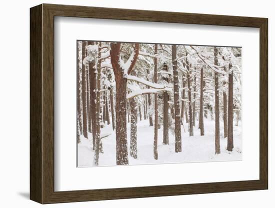 Scots Pine Forest in Winter, Abernethy Forest, Cairngorms National Park, Scotland, UK, November-Mark Hamblin-Framed Photographic Print