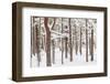 Scots Pine Forest in Winter, Abernethy Forest, Cairngorms National Park, Scotland, UK, November-Mark Hamblin-Framed Photographic Print