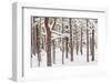 Scots Pine Forest in Winter, Abernethy Forest, Cairngorms National Park, Scotland, UK, November-Mark Hamblin-Framed Photographic Print