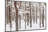 Scots Pine Forest in Winter, Abernethy Forest, Cairngorms National Park, Scotland, UK, November-Mark Hamblin-Mounted Photographic Print