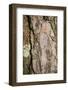 Scots pine, Pinus sylvestris, bark, detail-David & Micha Sheldon-Framed Photographic Print