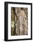 Scots pine, Pinus sylvestris, bark, detail-David & Micha Sheldon-Framed Photographic Print