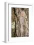 Scots pine, Pinus sylvestris, bark, detail-David & Micha Sheldon-Framed Photographic Print