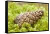 Scots Pine (Pinus Sylvestris) Cone on Moss, Abernethy Forest, Cairngorms Np, Scotland, UK, November-Mark Hamblin-Framed Stretched Canvas
