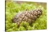 Scots Pine (Pinus Sylvestris) Cone on Moss, Abernethy Forest, Cairngorms Np, Scotland, UK, November-Mark Hamblin-Stretched Canvas