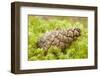 Scots Pine (Pinus Sylvestris) Cone on Moss, Abernethy Forest, Cairngorms Np, Scotland, UK, November-Mark Hamblin-Framed Photographic Print