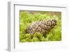 Scots Pine (Pinus Sylvestris) Cone on Moss, Abernethy Forest, Cairngorms Np, Scotland, UK, November-Mark Hamblin-Framed Photographic Print