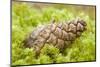 Scots Pine (Pinus Sylvestris) Cone on Moss, Abernethy Forest, Cairngorms Np, Scotland, UK, November-Mark Hamblin-Mounted Photographic Print