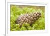 Scots Pine (Pinus Sylvestris) Cone on Moss, Abernethy Forest, Cairngorms Np, Scotland, UK, November-Mark Hamblin-Framed Photographic Print