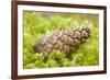 Scots Pine (Pinus Sylvestris) Cone on Moss, Abernethy Forest, Cairngorms Np, Scotland, UK, November-Mark Hamblin-Framed Photographic Print