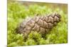 Scots Pine (Pinus Sylvestris) Cone on Moss, Abernethy Forest, Cairngorms Np, Scotland, UK, November-Mark Hamblin-Mounted Photographic Print