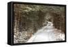 Scots Pine (Pinus sylvestris) forest habitat and track in snow, Abernethy Forest, Inverness-shire-Jack Chapman-Framed Stretched Canvas