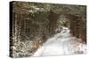 Scots Pine (Pinus sylvestris) forest habitat and track in snow, Abernethy Forest, Inverness-shire-Jack Chapman-Stretched Canvas