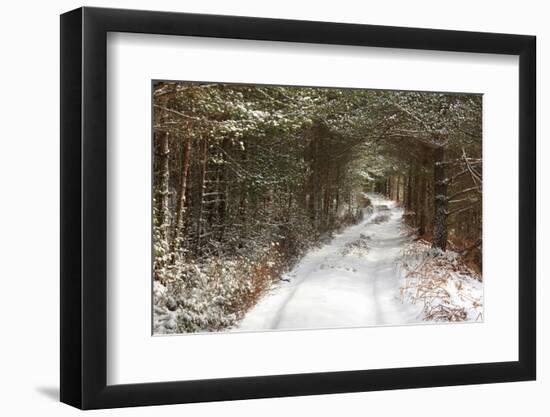 Scots Pine (Pinus sylvestris) forest habitat and track in snow, Abernethy Forest, Inverness-shire-Jack Chapman-Framed Photographic Print