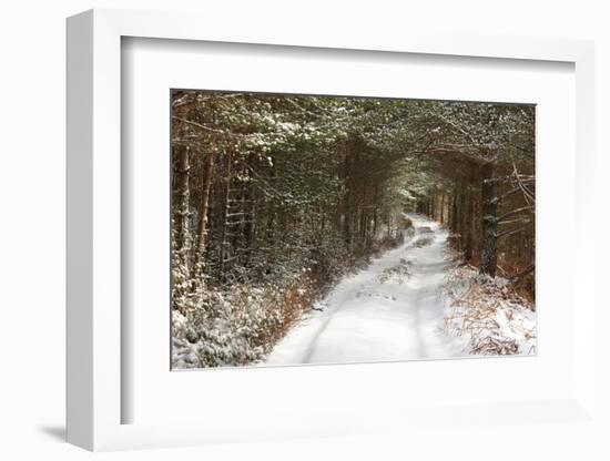 Scots Pine (Pinus sylvestris) forest habitat and track in snow, Abernethy Forest, Inverness-shire-Jack Chapman-Framed Photographic Print